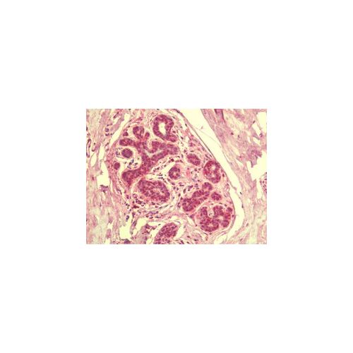 SIK3 (C-Terminus) antibody