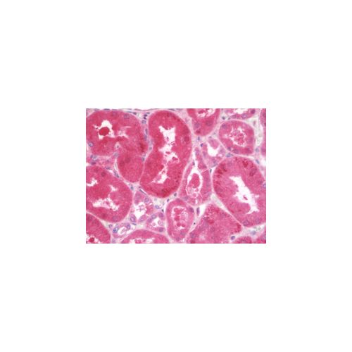 AGPAT3 (aa121-170) antibody