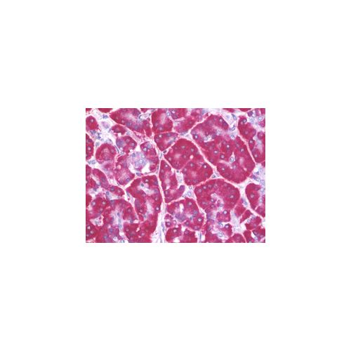 RPS4X (aa81-130) antibody