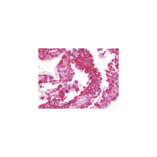 ABHD2 (aa251-300) antibody