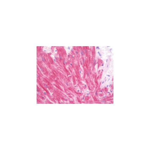 ABHD6 (aa231-280) antibody
