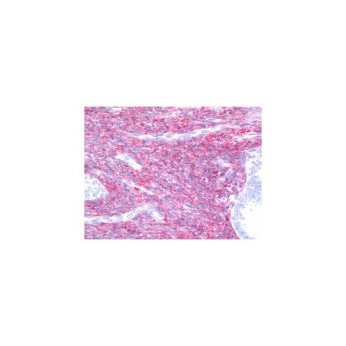 GJA1 (C-Terminus) antibody