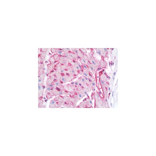 CAV1 (N-Terminus) antibody