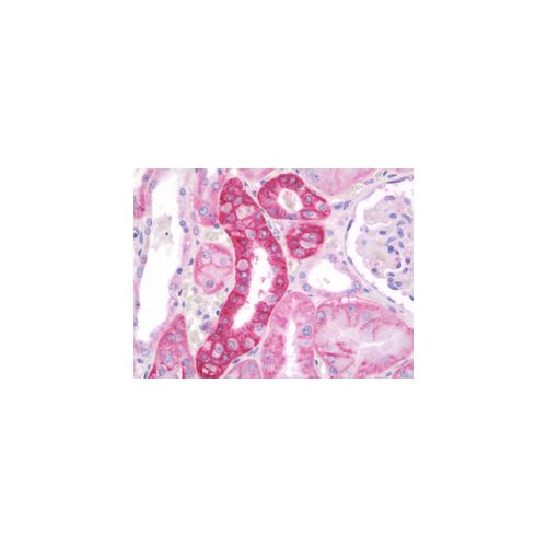 RAB8A (C-Terminus) antibody