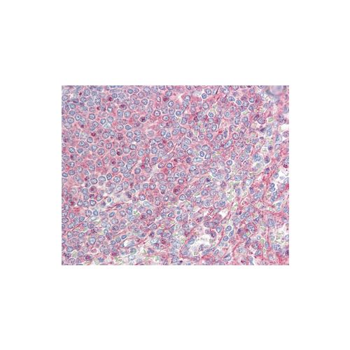 MTCL1 (aa13-202) antibody