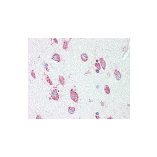 HEXA (aa149-178) antibody