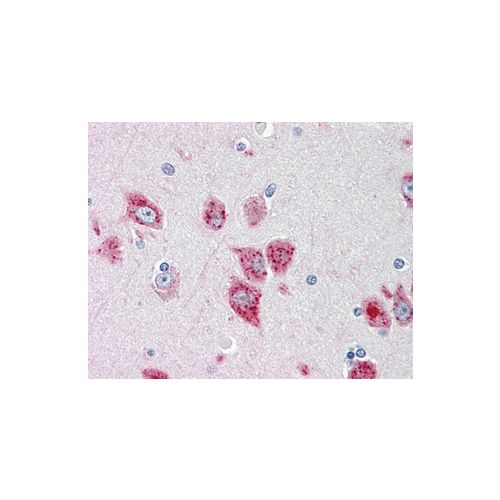 ANKH (aa463-492) antibody