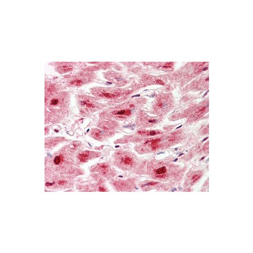 LONP1 (aa389-418) antibody