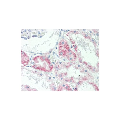 SLC22A6 (aa520-549) antibody