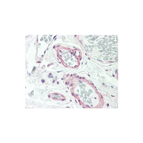 CALCR (aa445-474) antibody