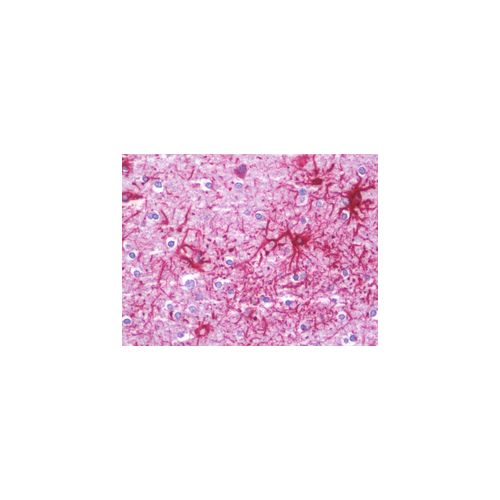 JAKMIP1 (Internal) antibody