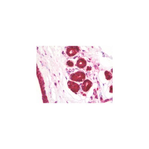 KREMEN1 (C-Terminus) antibody