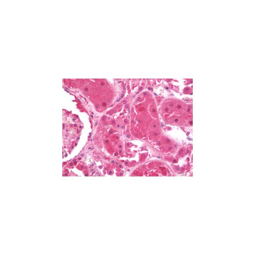 ARSB (C-Terminus) antibody