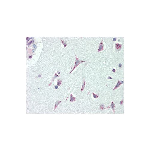 CASC4 (aa343-373) antibody