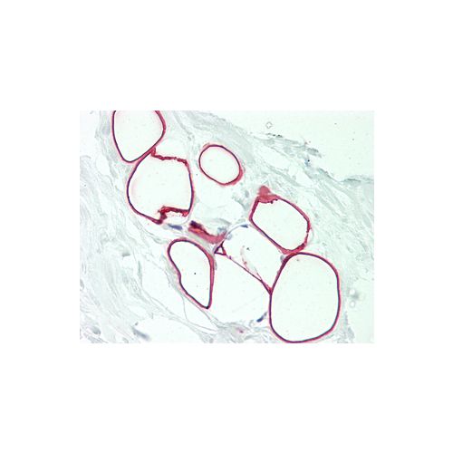 SLC25A6 (aa135-163) antibody