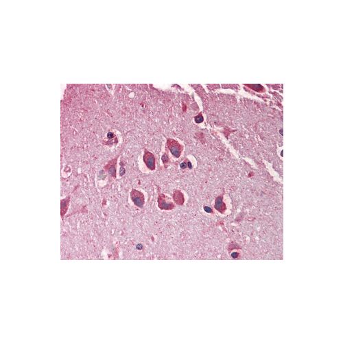 MXRA5 (Internal) antibody
