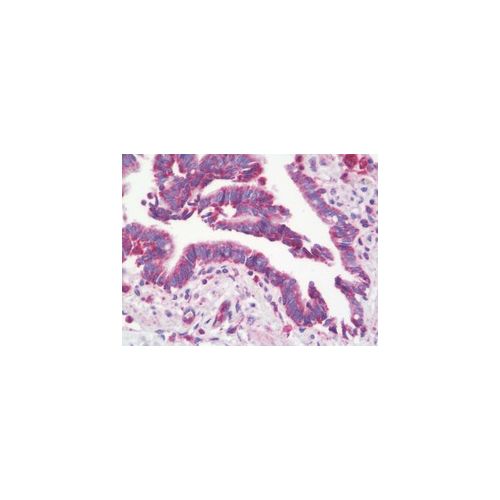 TYROBP (aa85-113) antibody