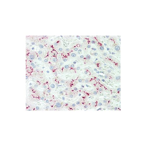 IL12RB2 (aa 756-783) antibody