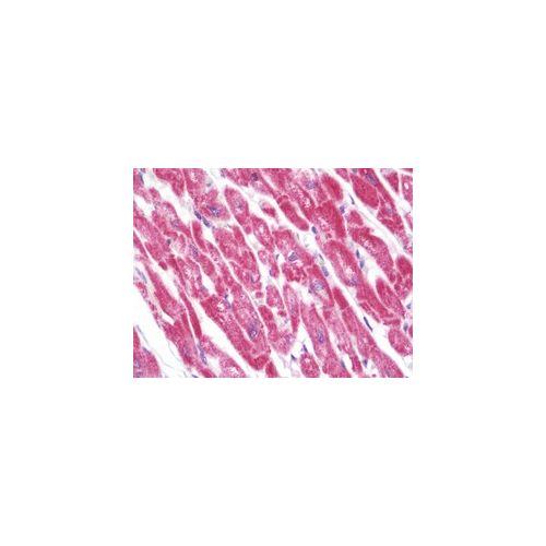 TNFSF4 (aa102-131) antibody