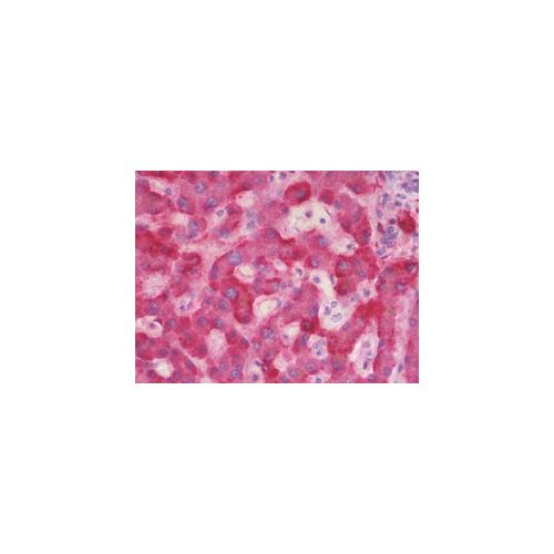 C4BPA (aa470-499) antibody
