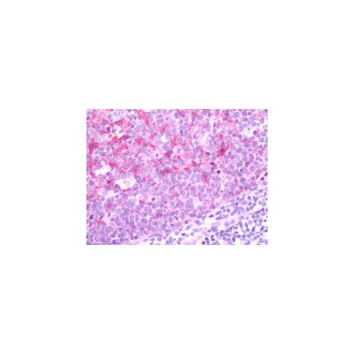 BCL2L11 (aa134-160) antibody