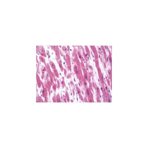 ALOX12 (aa618-650) antibody