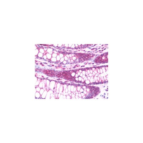 CLDN8 (aa140-166) antibody