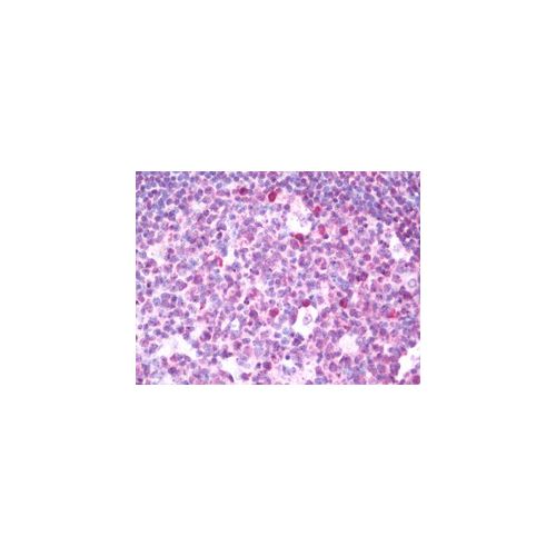 ETS2 (aa146-173) antibody