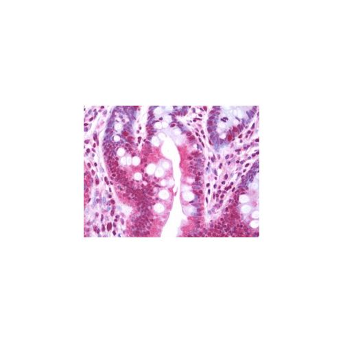 MAPK4 (aa1-326) antibody