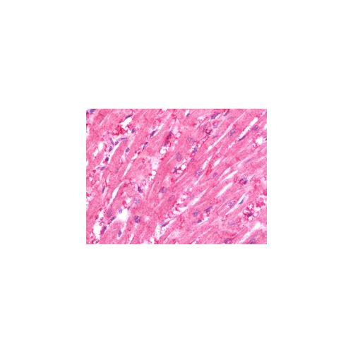 CRLF1 (aa130-415) antibody
