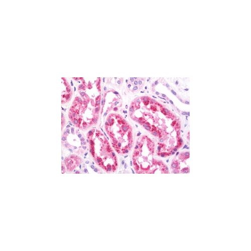 HOPX (aa39-67) antibody