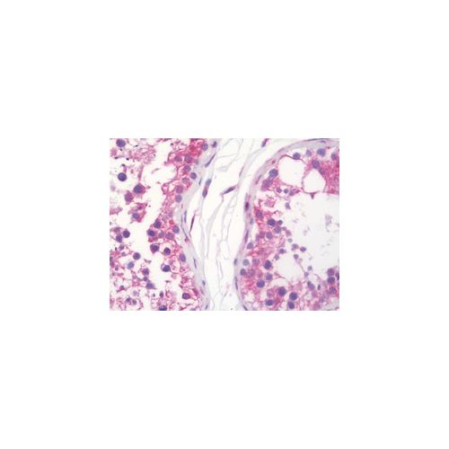 WFS1 (aa183-232) antibody