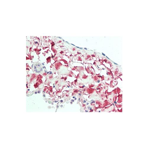 OGN (aa253-284) antibody