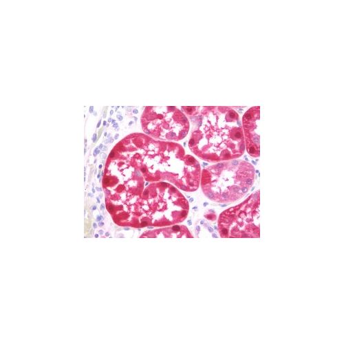 GSTA2 (aa1-196) antibody
