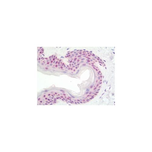 TERT (aa627-656) antibody