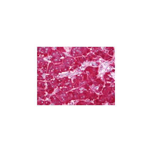 AMY2A (aa484-511) antibody