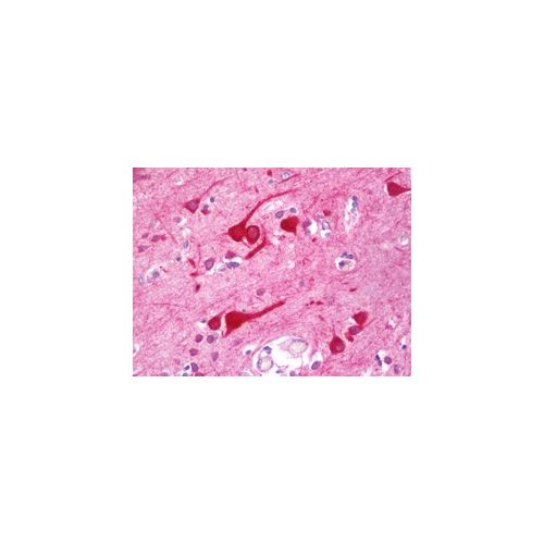 PRAF2 (aa141-190) antibody