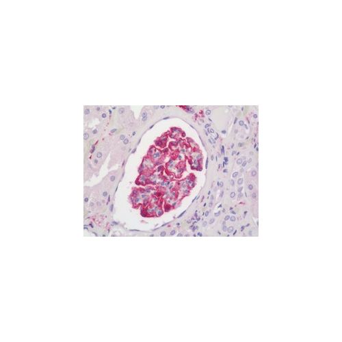 AIF1 antibody