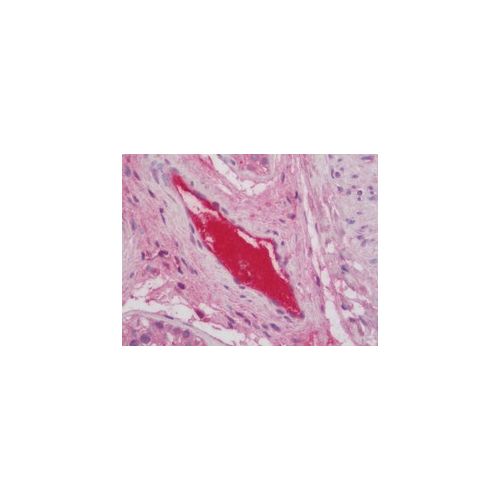 C3 (aa1580-1592) antibody