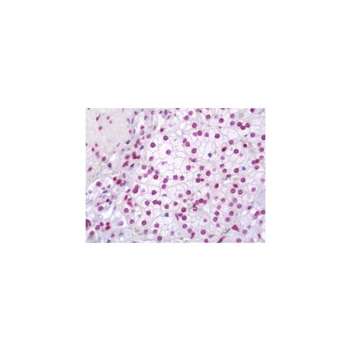 ZC3H12A (aa331-358) antibody