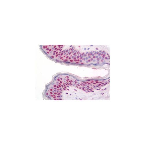 WDR48 (aa603-630) antibody