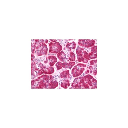 CLEC12B (aa249-276) antibody