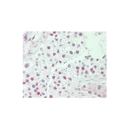 HEPHL1 (aa198-225) antibody