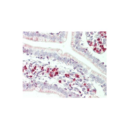 RNF125 (aa131-180) antibody