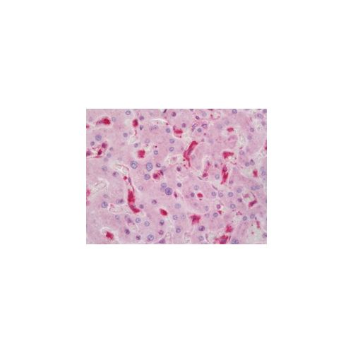 ADCK4 (aa6-55) antibody