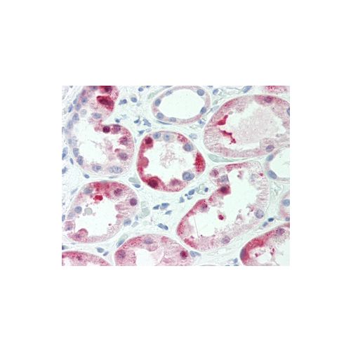 IQGAP3 (aa1165-1325) antibody