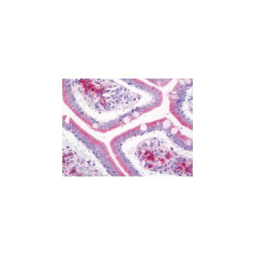 HSP90B1 (aa460-487) antibody