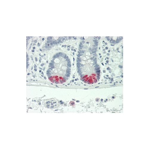 Trypsin antibody