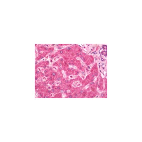 ALPK2 (C-Terminus) antibody