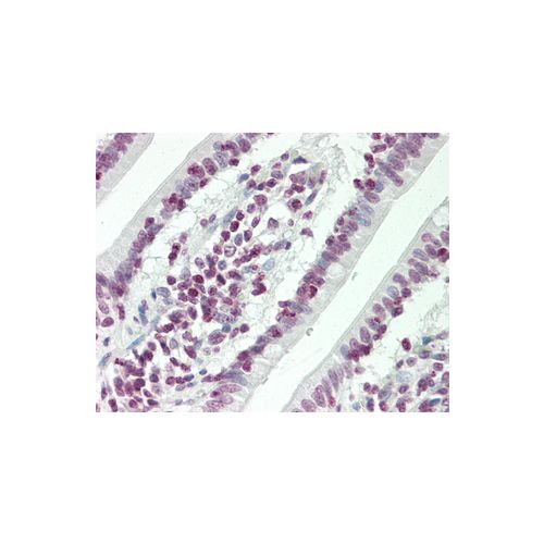 HOXC4 (aa196-225) antibody
